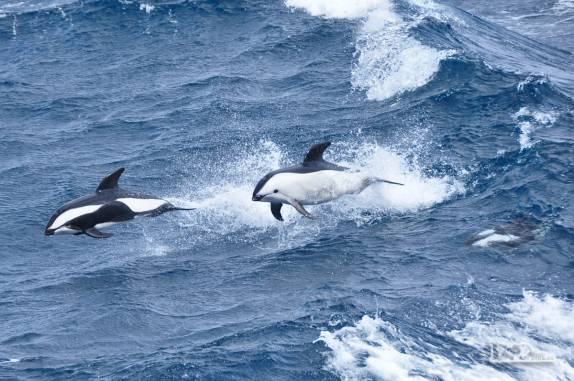 Três lindos golfinhos da espécie Dusky acompanham o SEa Spirit em alto mar, entre Falkland e Geórgia do Sul